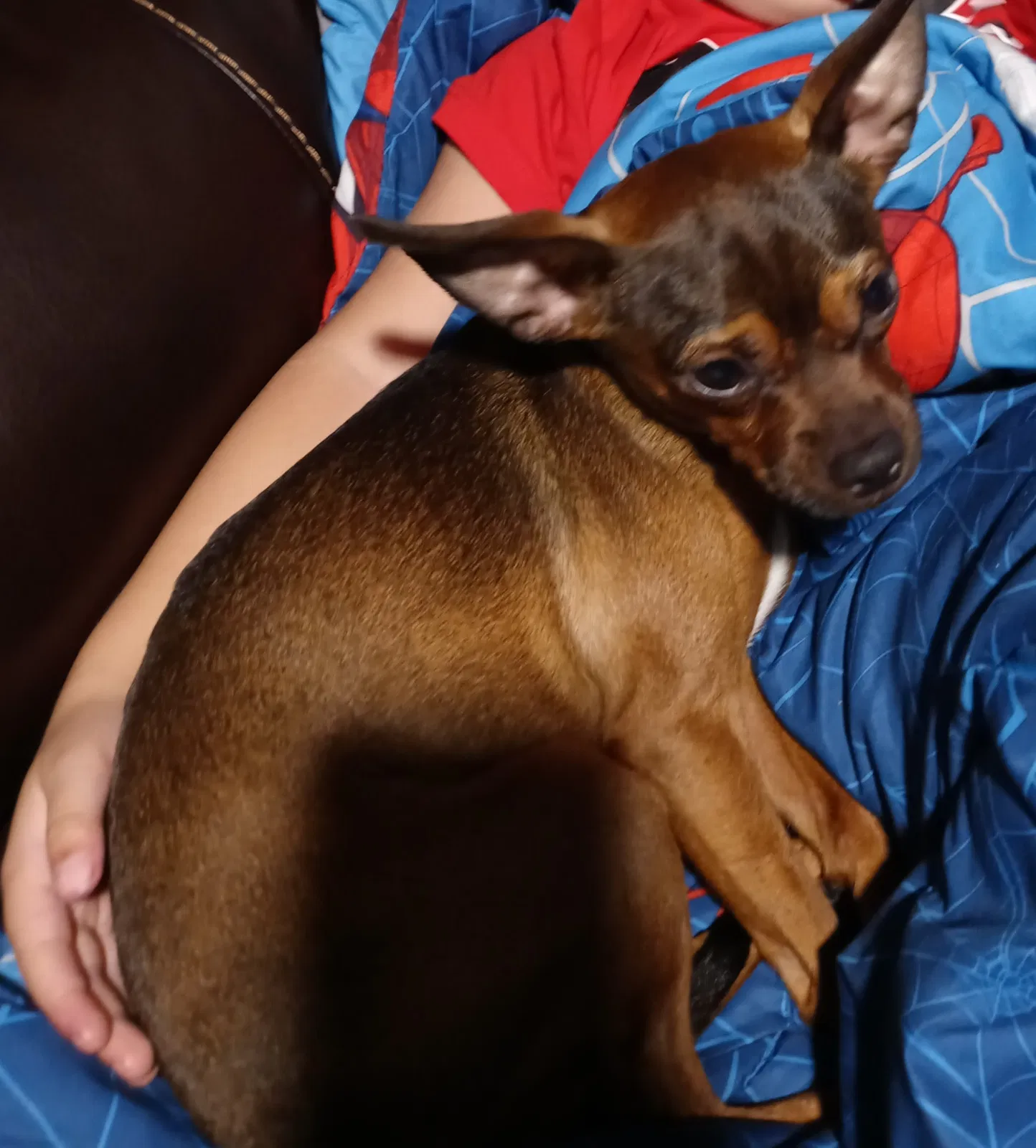 Lost dog in Fort Myers, FL, 33905