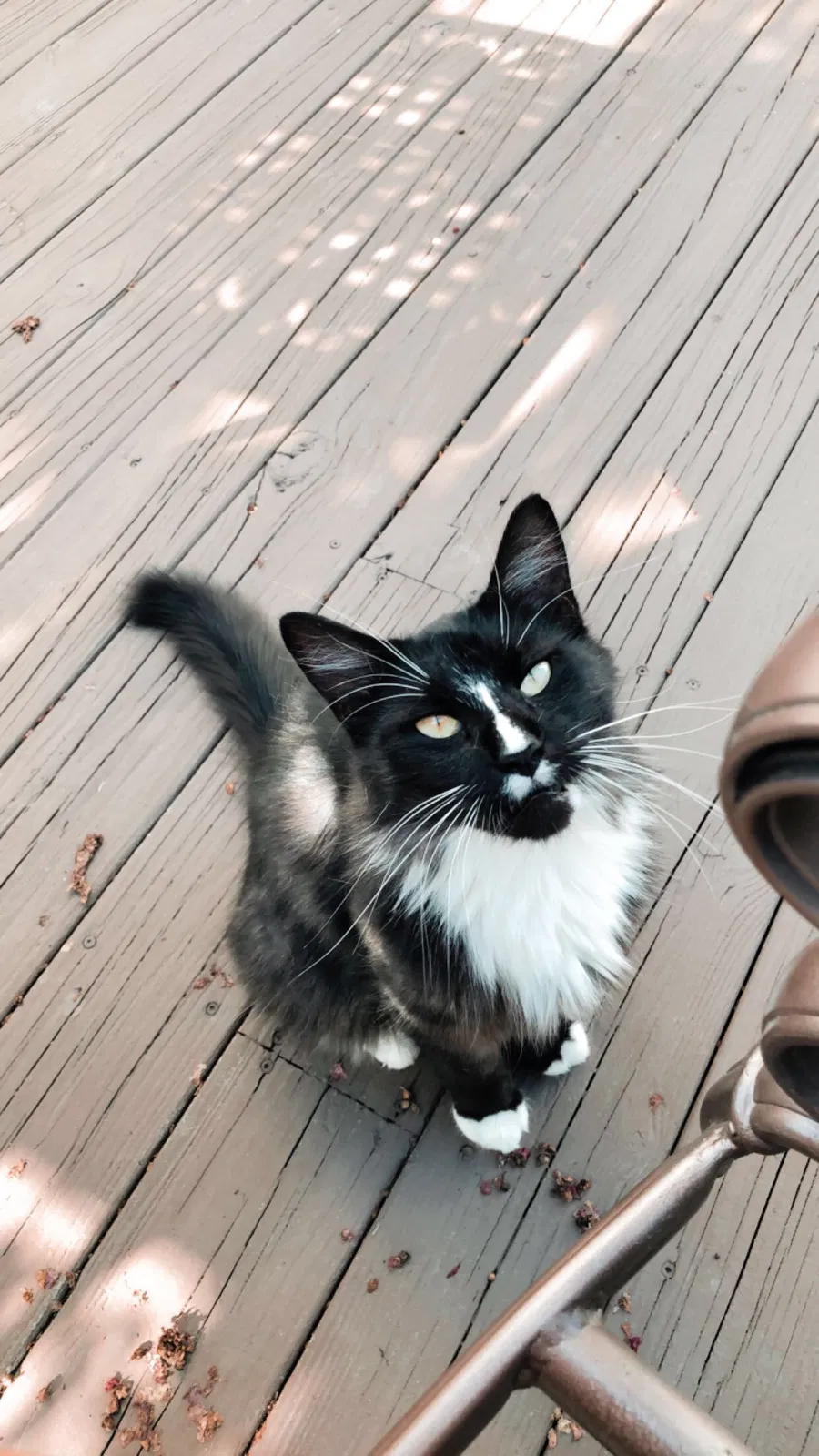 Lost cat in Cleveland, TN, 37312