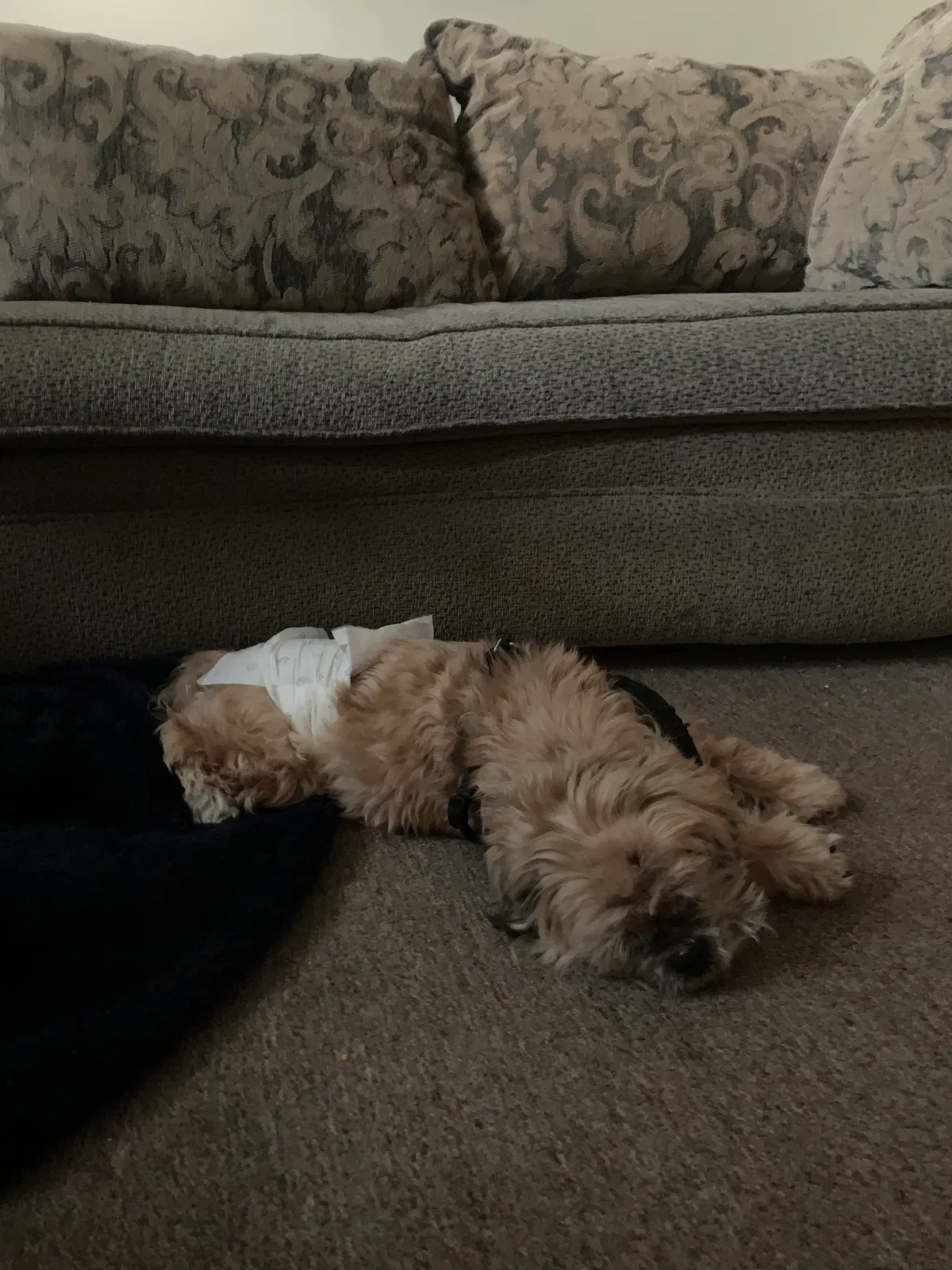 Lost dog in Spanaway, WA, 98387