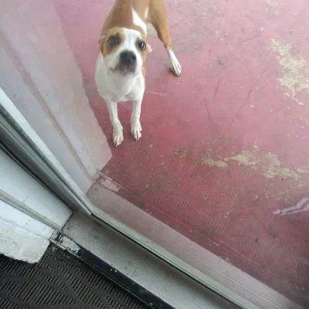 Found dog in Palatka, FL, 32177