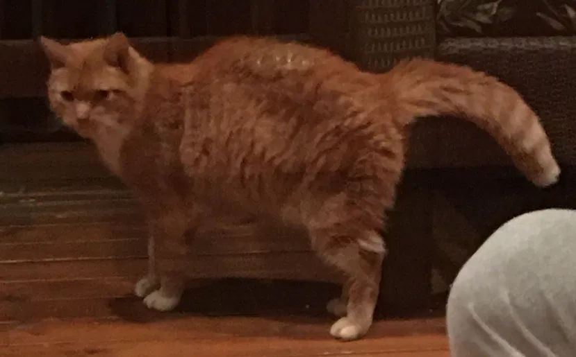 Found cat in Columbia, NJ, 7832