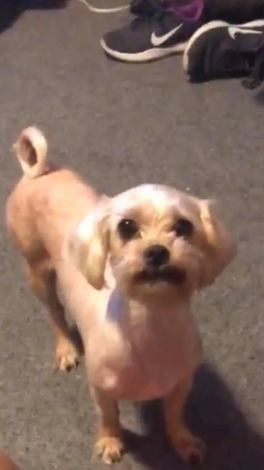 Lost dog in Trenton, NJ, 8629
