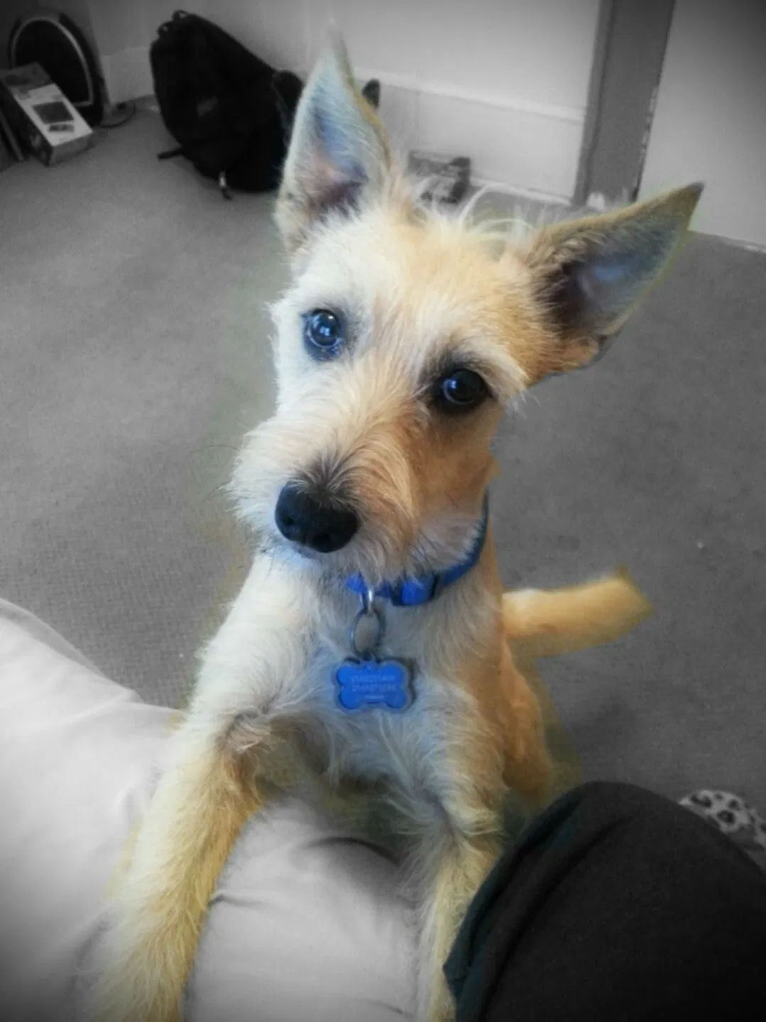 Lost dog in Grand Prairie, TX, 75052
