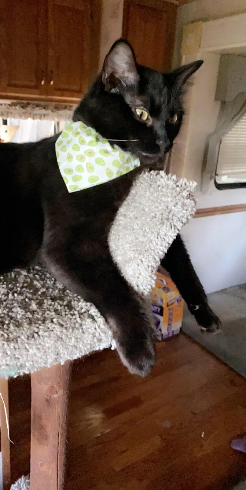 Lost cat in Mansfield, TX, 76063