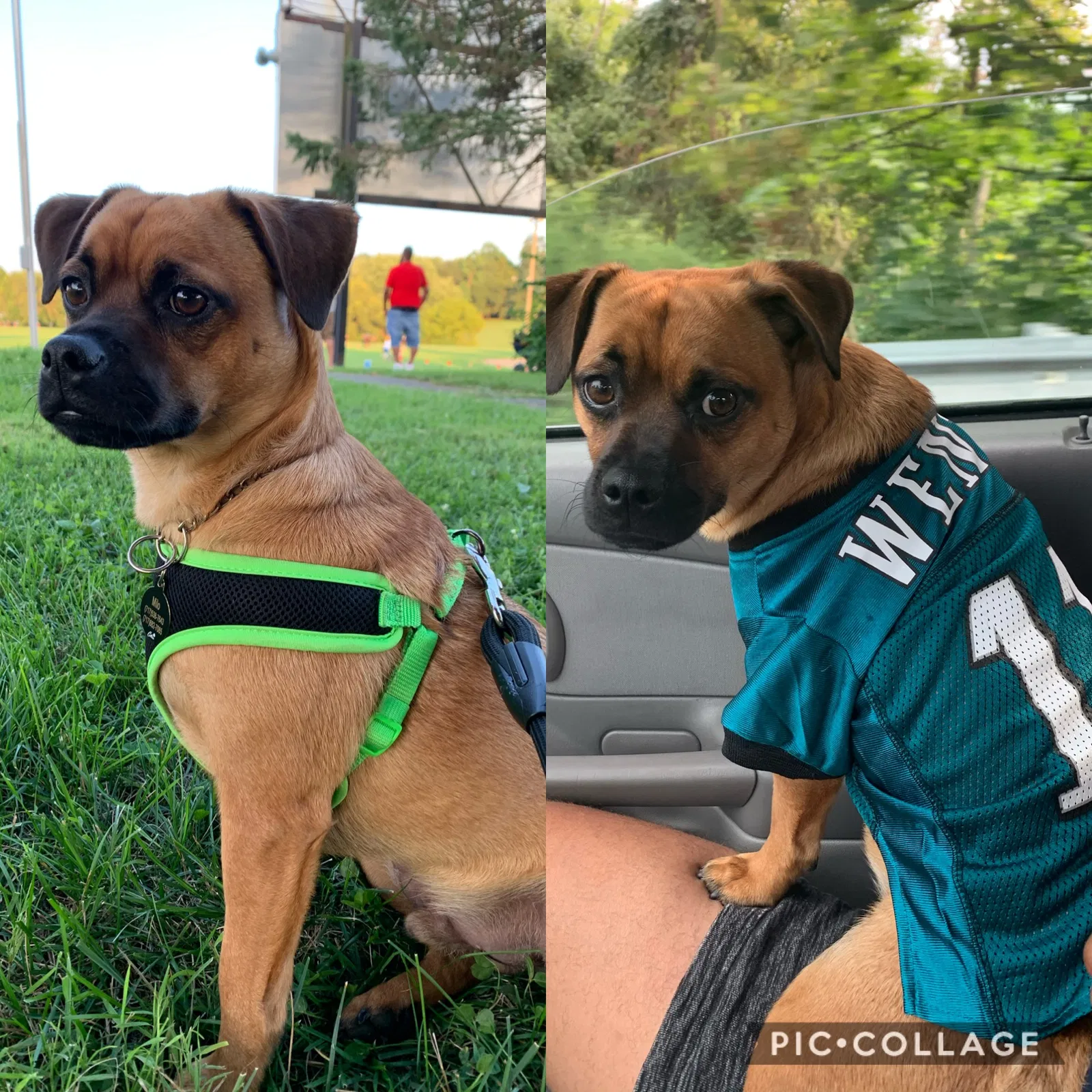Lost dog in Lancaster, PA, 17603