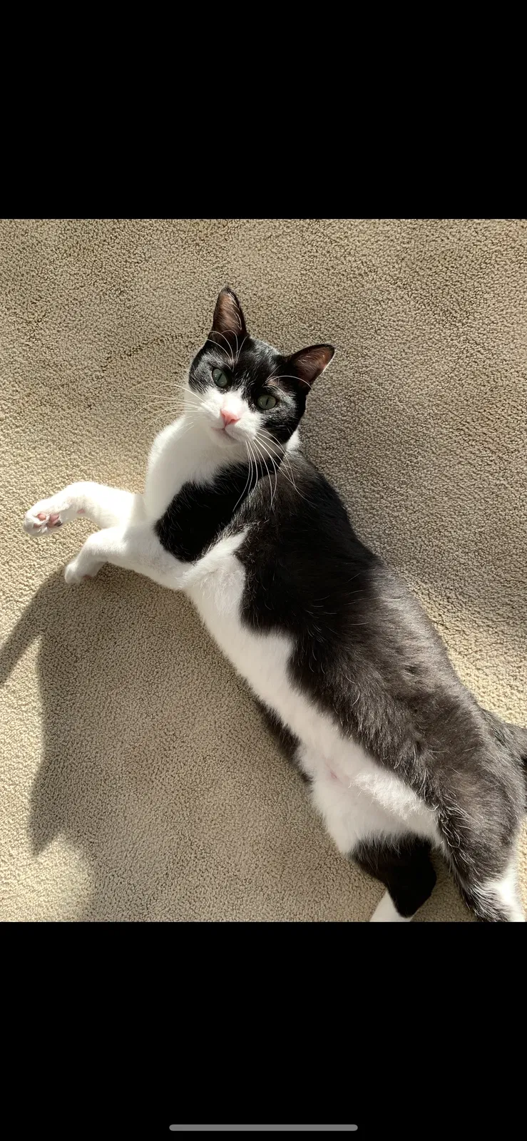 Lost cat in Washington, MI, 48094