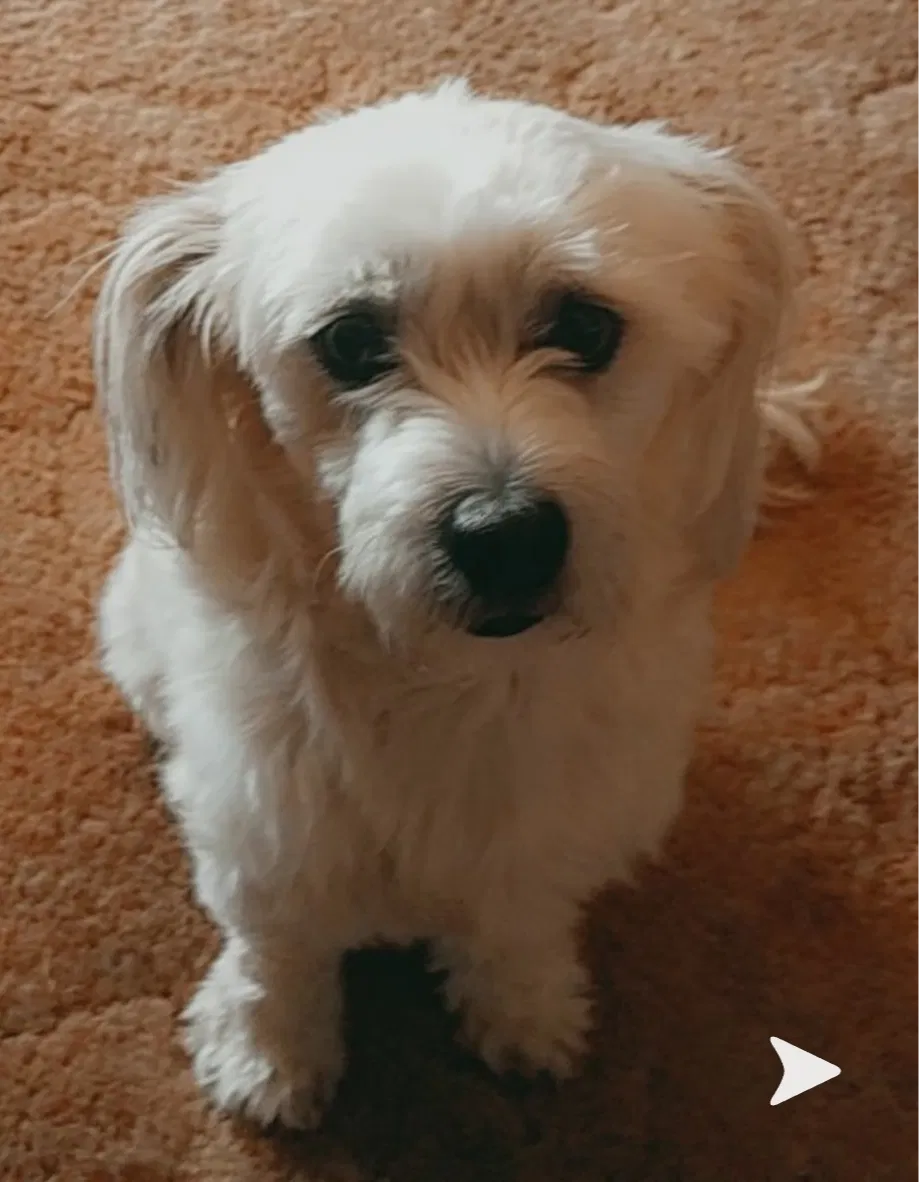 Lost dog in Albuquerque, NM, 87105