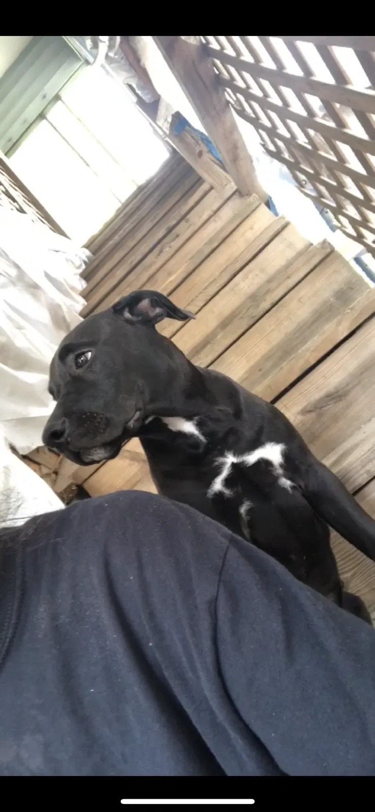 Lost dog in Cantonment, FL, 32533