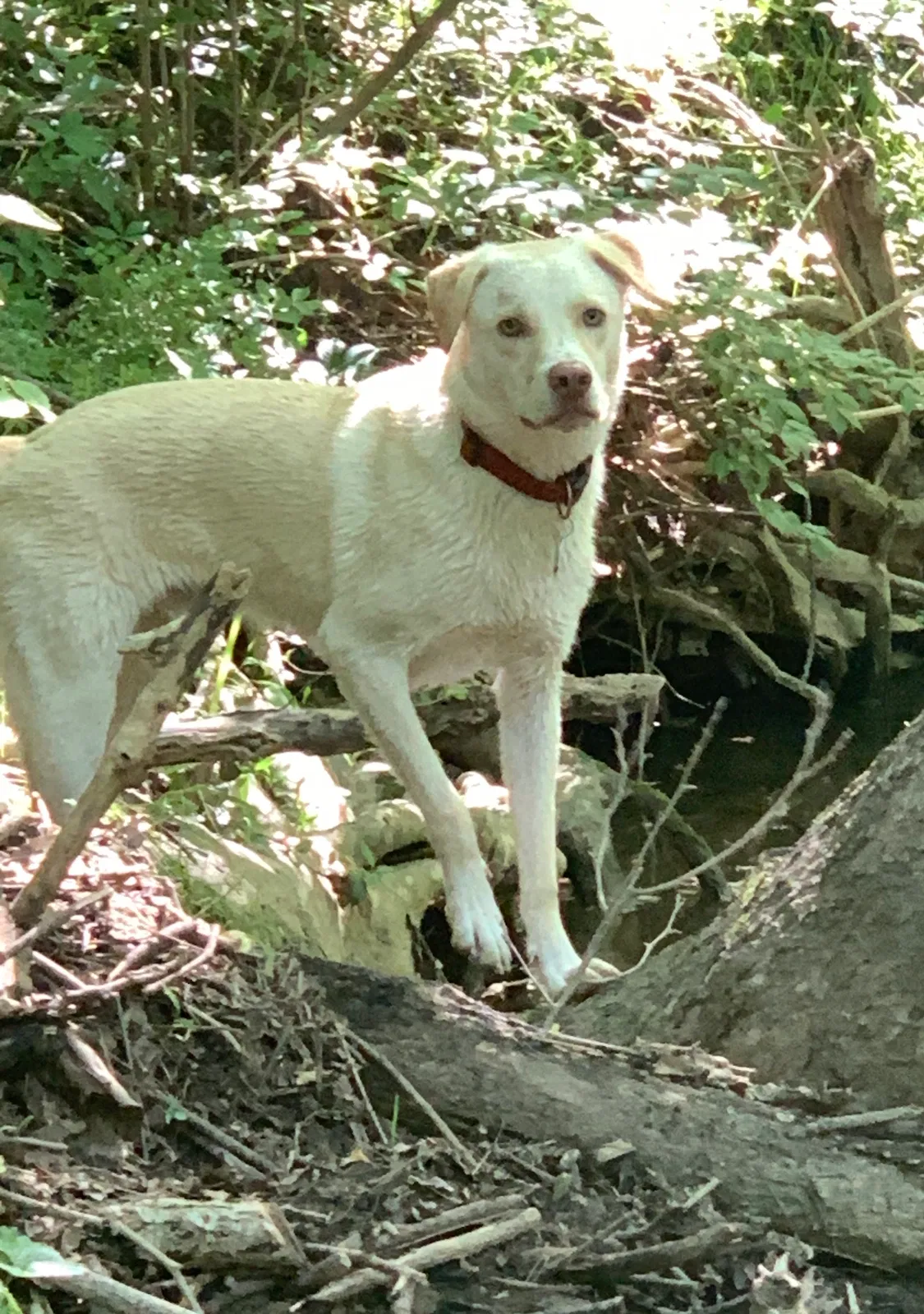 Lost dog in Malvern, PA, 19355