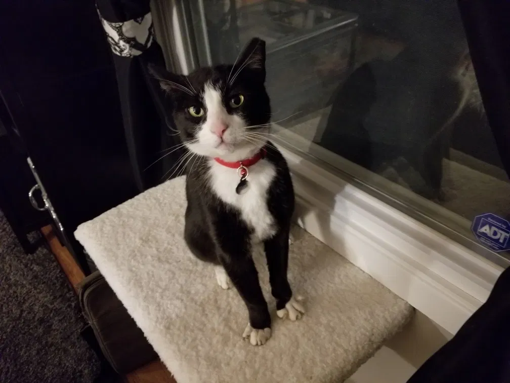Lost cat in Willingboro, NJ, 8046