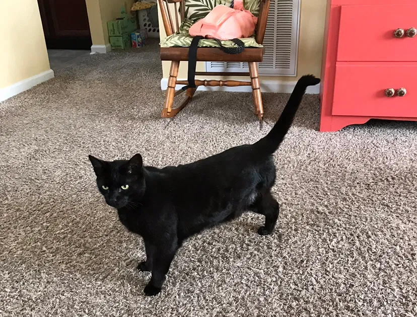 Lost cat in Knoxville, TN, 37918