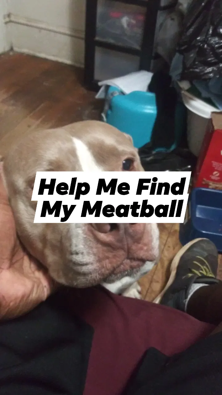 Lost dog in Charlotte, NC, 28217