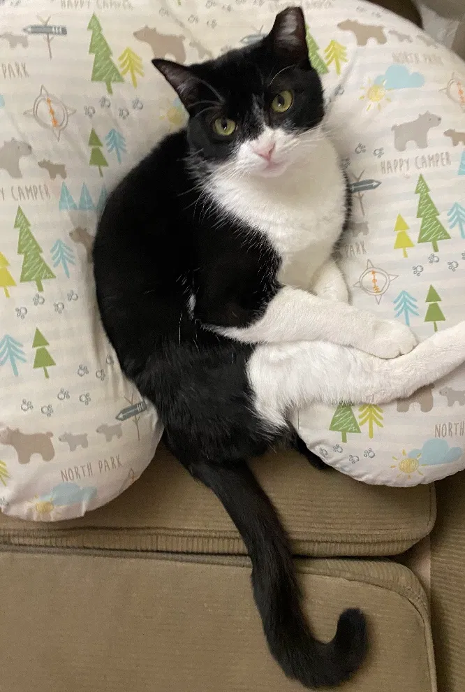 Lost cat in Lafayette, LA, 70508