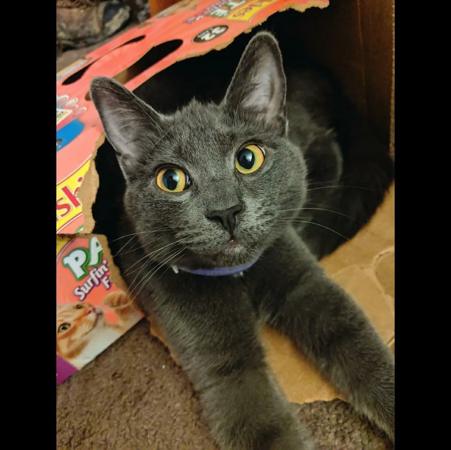Lost cat in Youngstown, OH, 44515