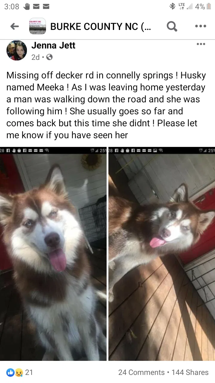 Lost dog in Connellys Springs, NC, 28612