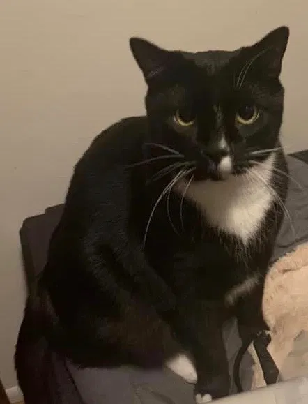 Lost cat in Troy, MI, 48098