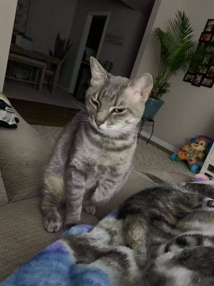 Lost cat in Temple, TX, 76504