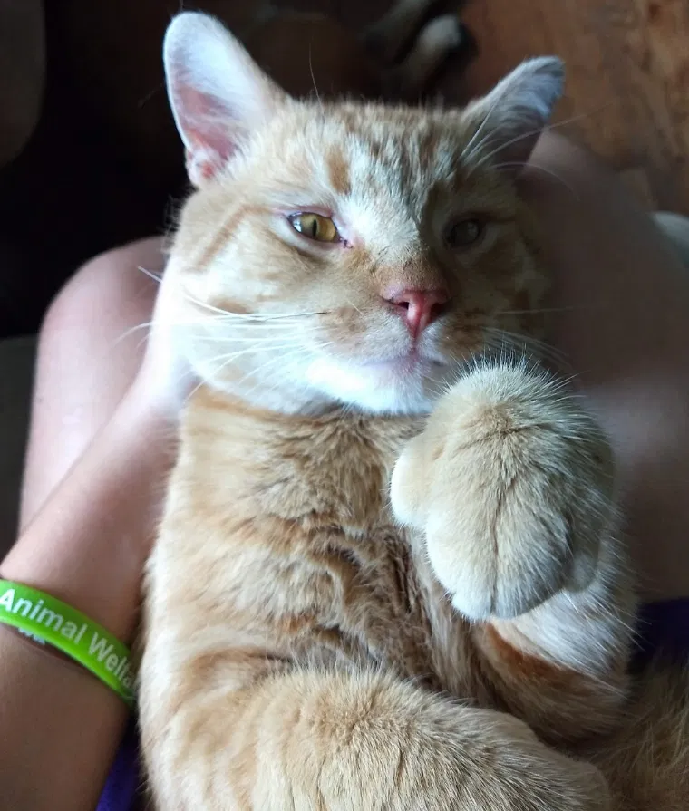 Lost cat in Cincinnati, OH, 45255