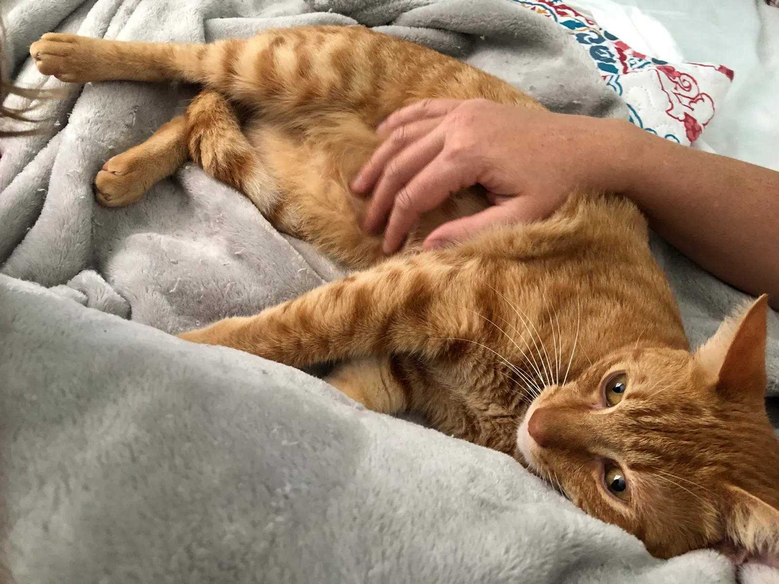 Lost cat in Seminole, FL, 33777