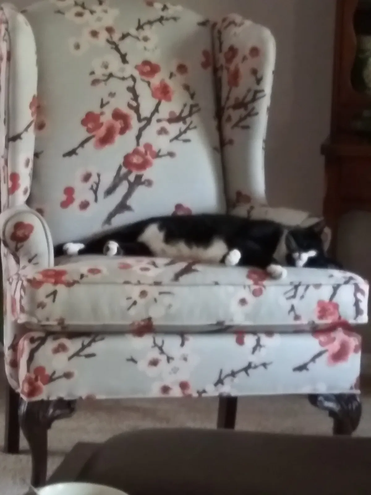 Lost cat in Statesville, NC, 28677