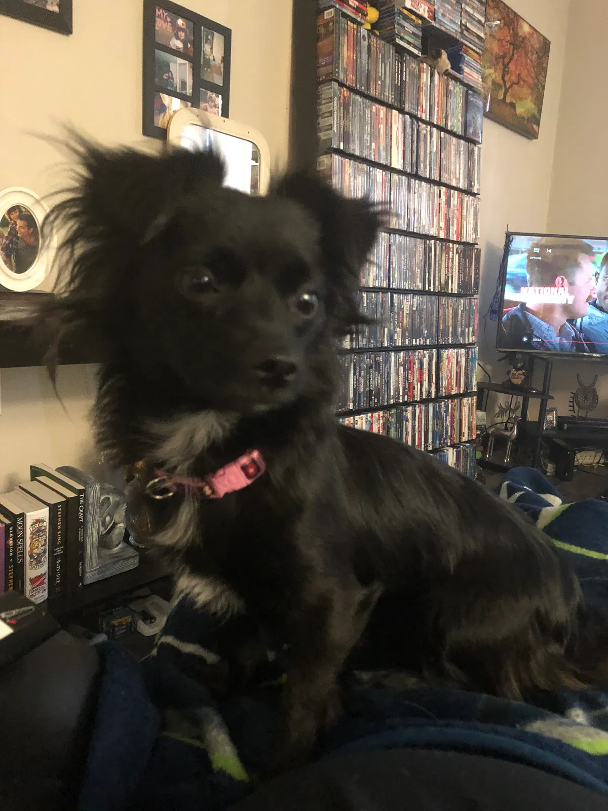 Lost dog in Everett, WA, 98204