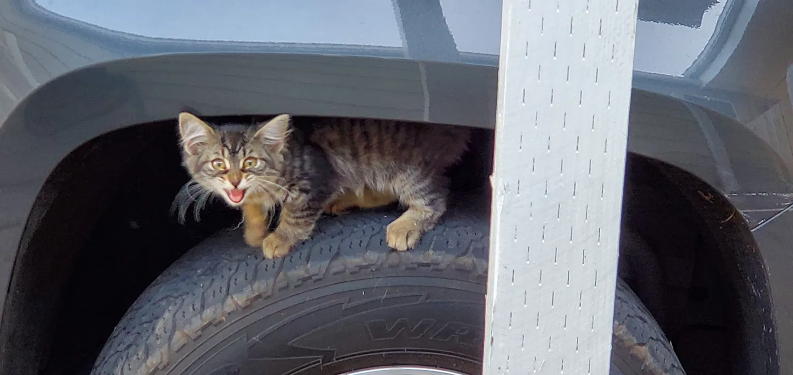 Lost cat in Springfield, OR, 97477