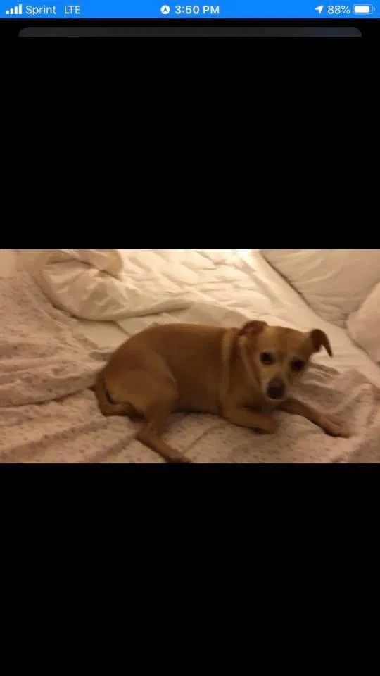 Lost dog in Bakersfield, CA, 93314
