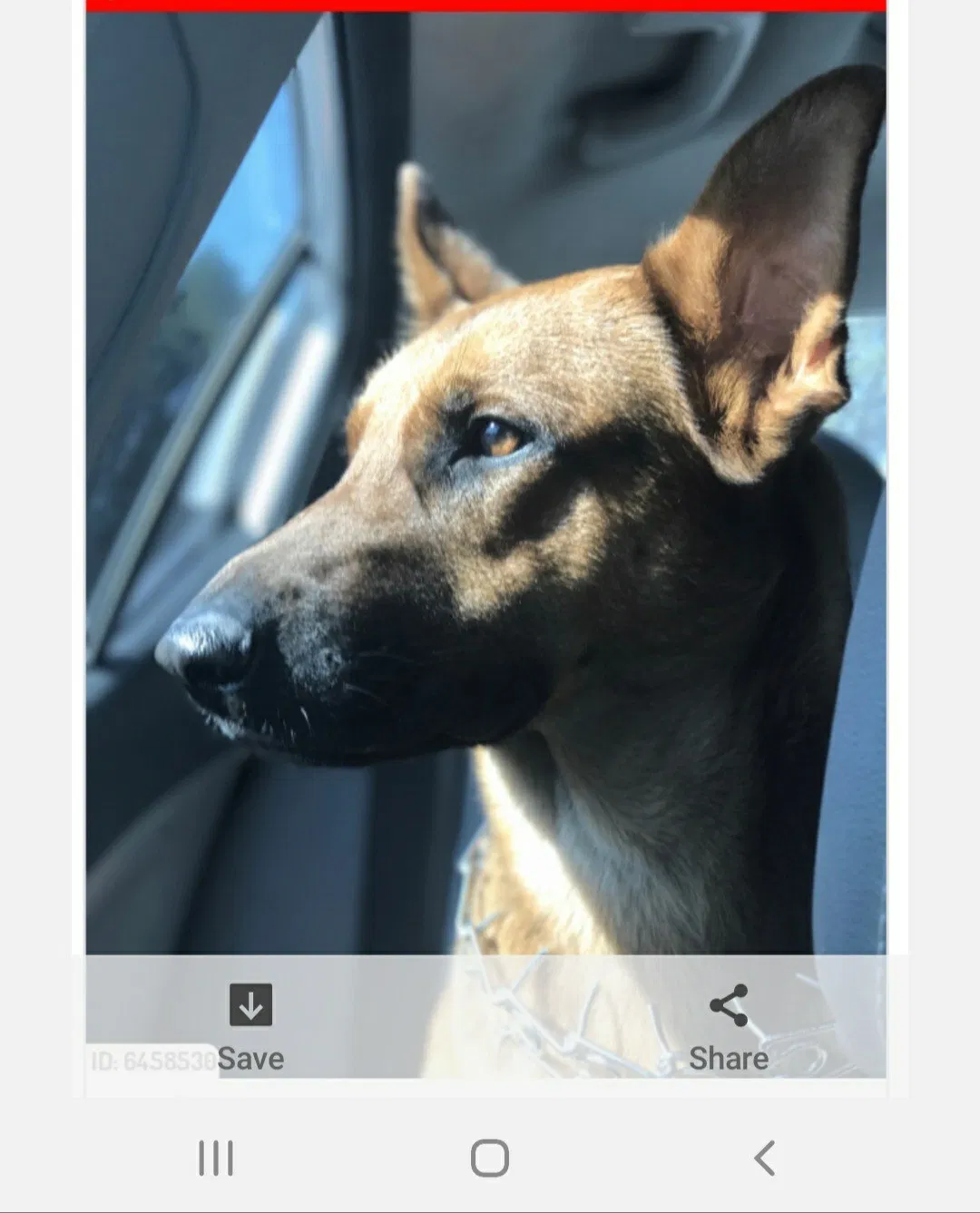 Lost dog in Glen Allen, VA, 23060