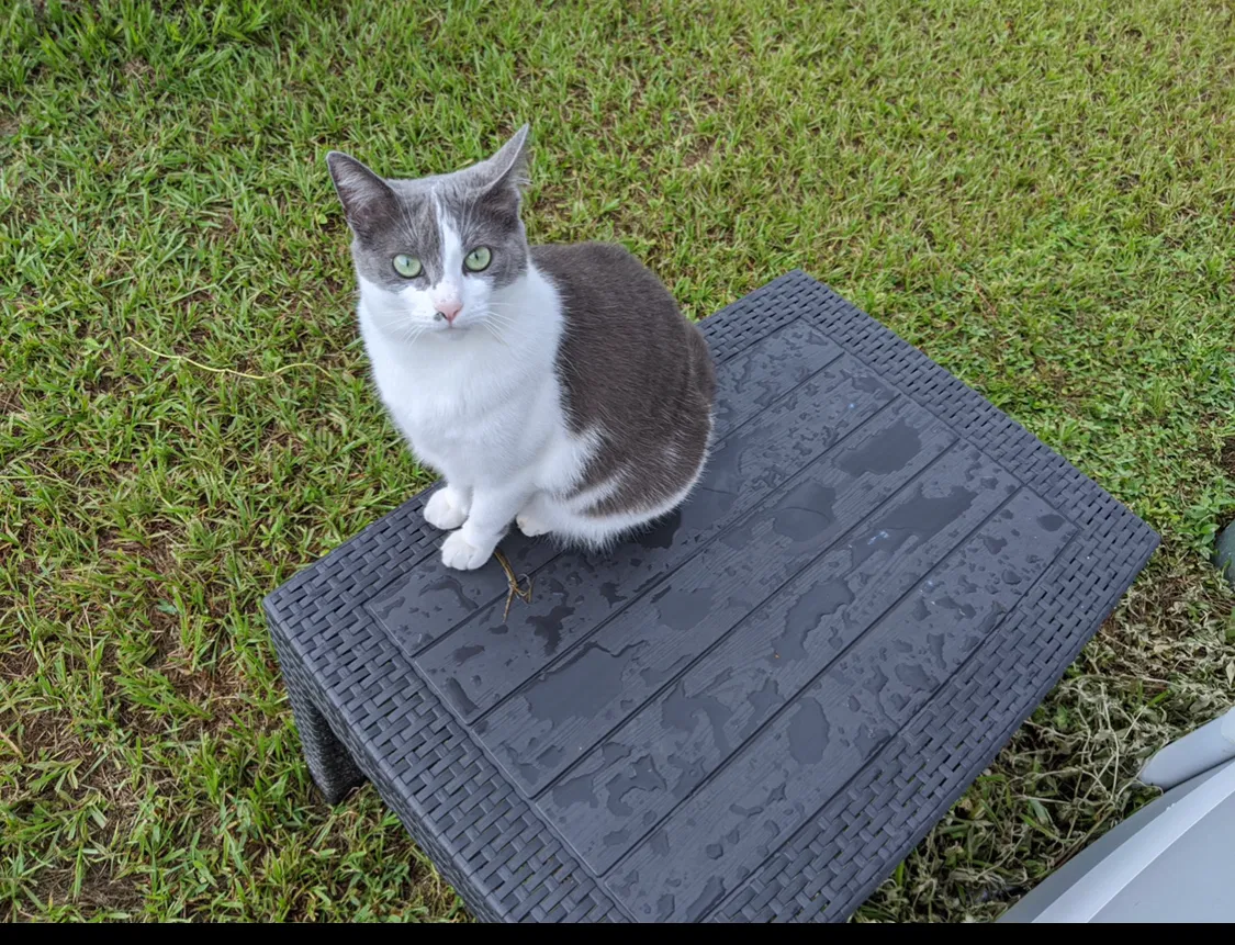 Lost cat in Punta Gorda, FL, 33980