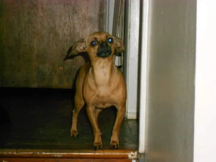 Lost dog in Romulus, MI, 48174