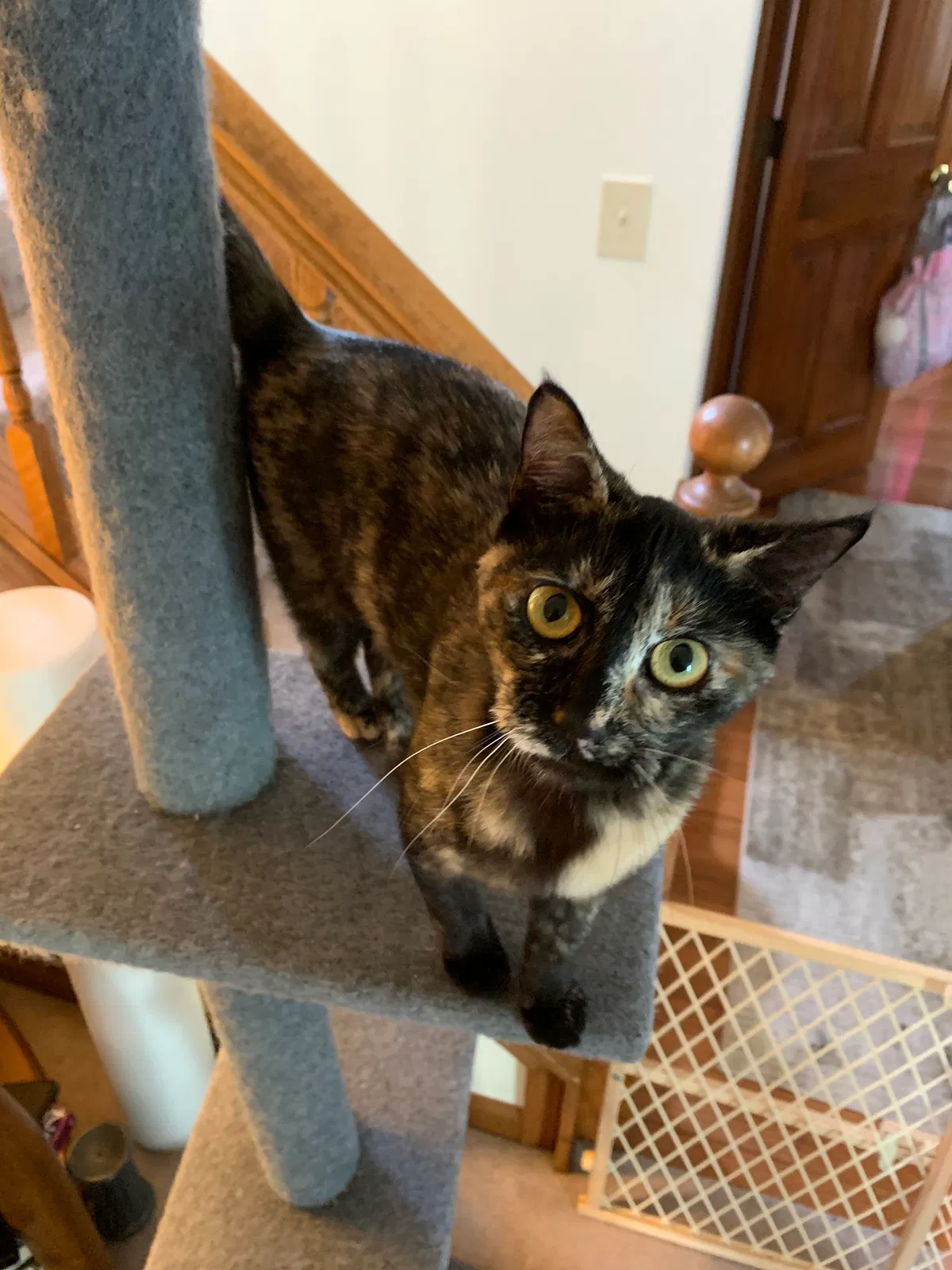 Lost cat in Champaign, IL, 61822