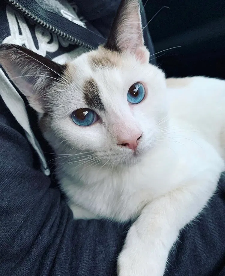 Lost cat in Bakersfield, CA, 93311