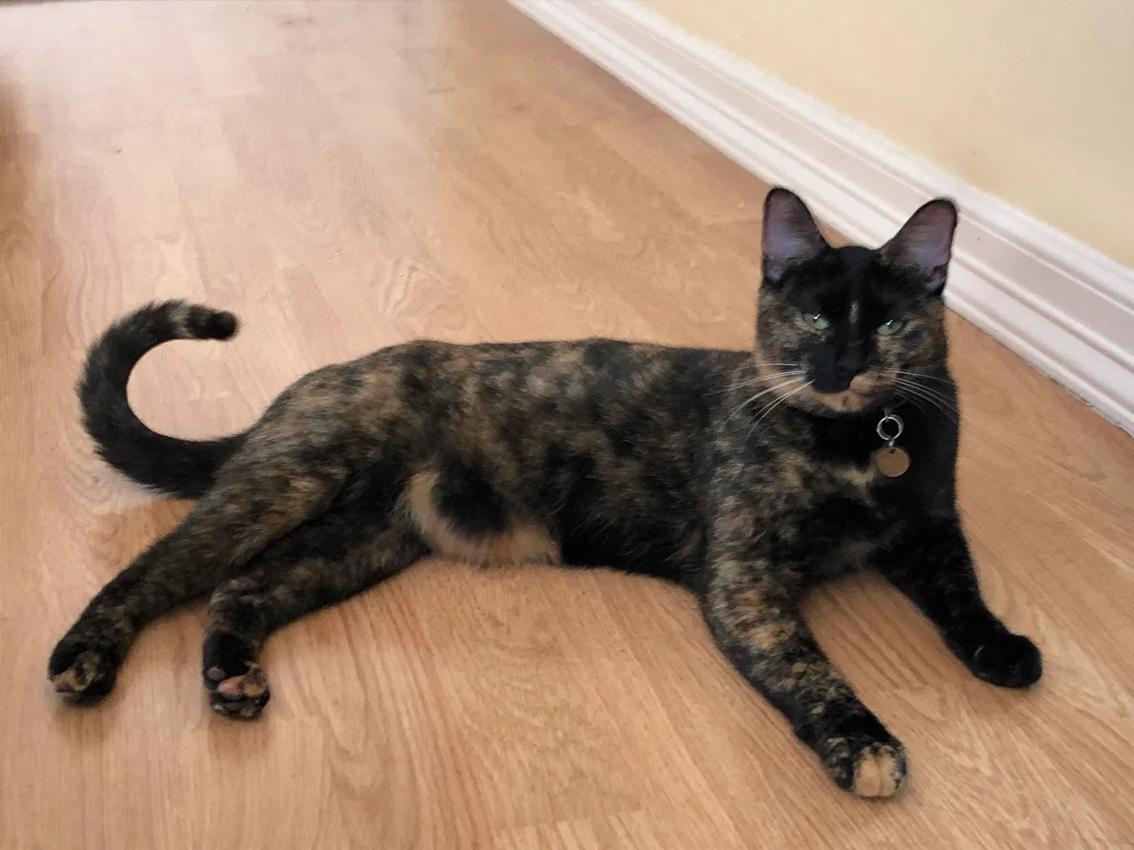 Lost cat in Richmond, TX, 77407