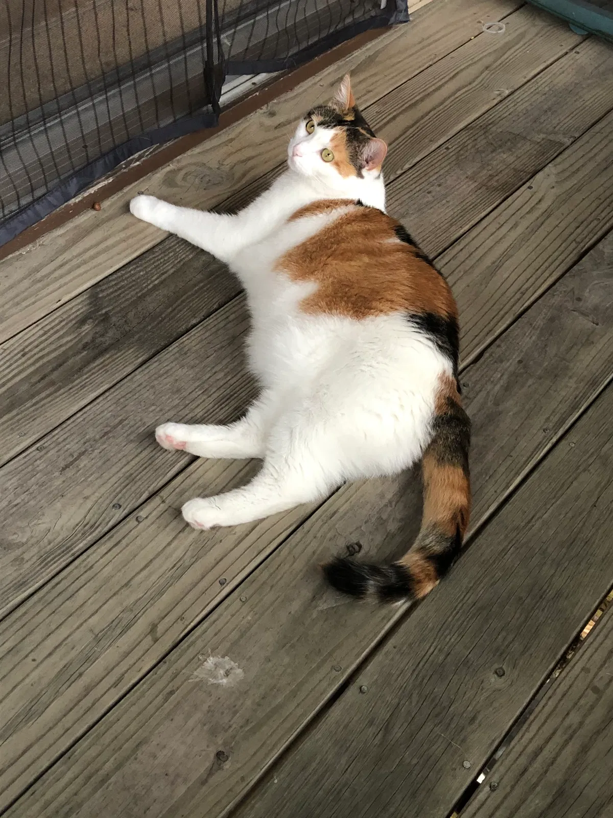 Lost cat in Green Bay, WI, 54311