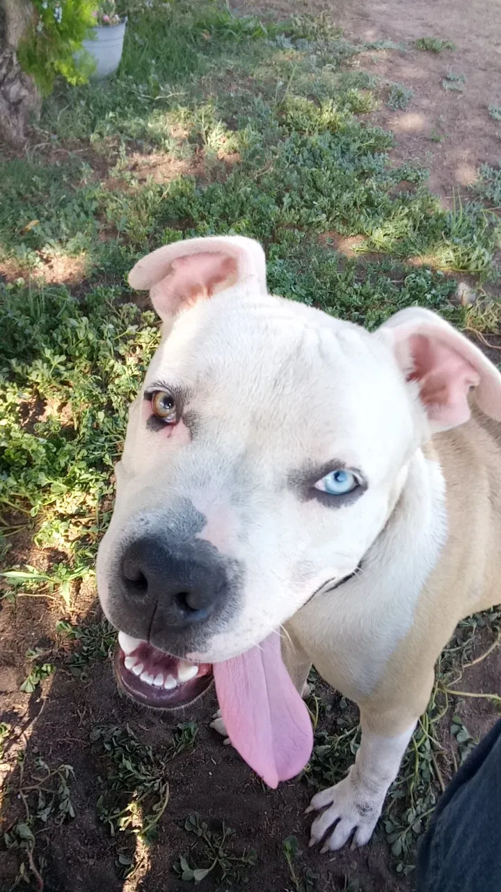 Lost dog in Fresno, CA, 93702