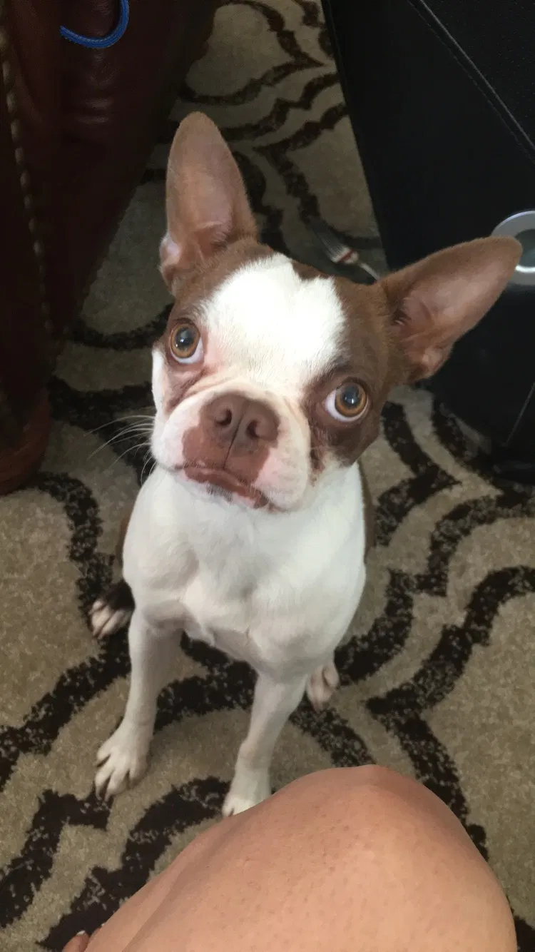 Lost dog in San Pedro, CA, 90731