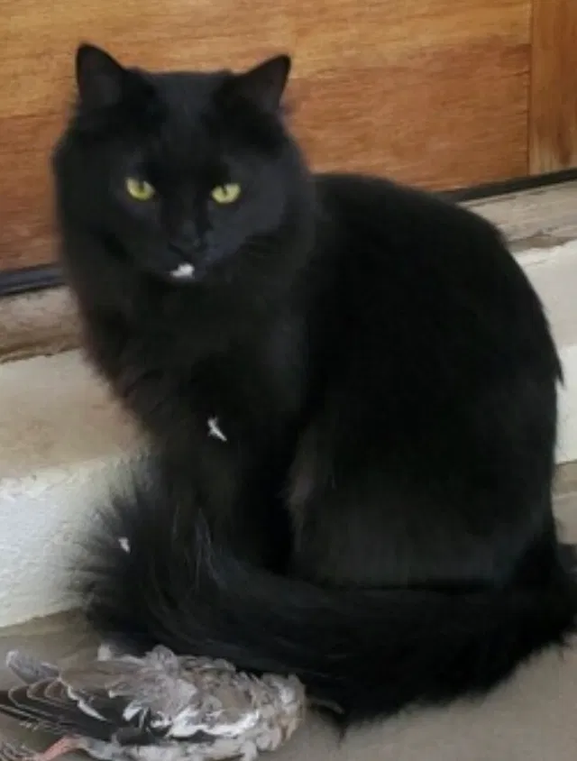 Lost cat in Gilbert, AZ, 85297