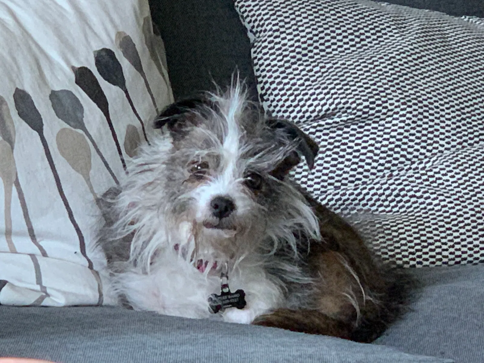 Lost dog in Redding, CA, 96003