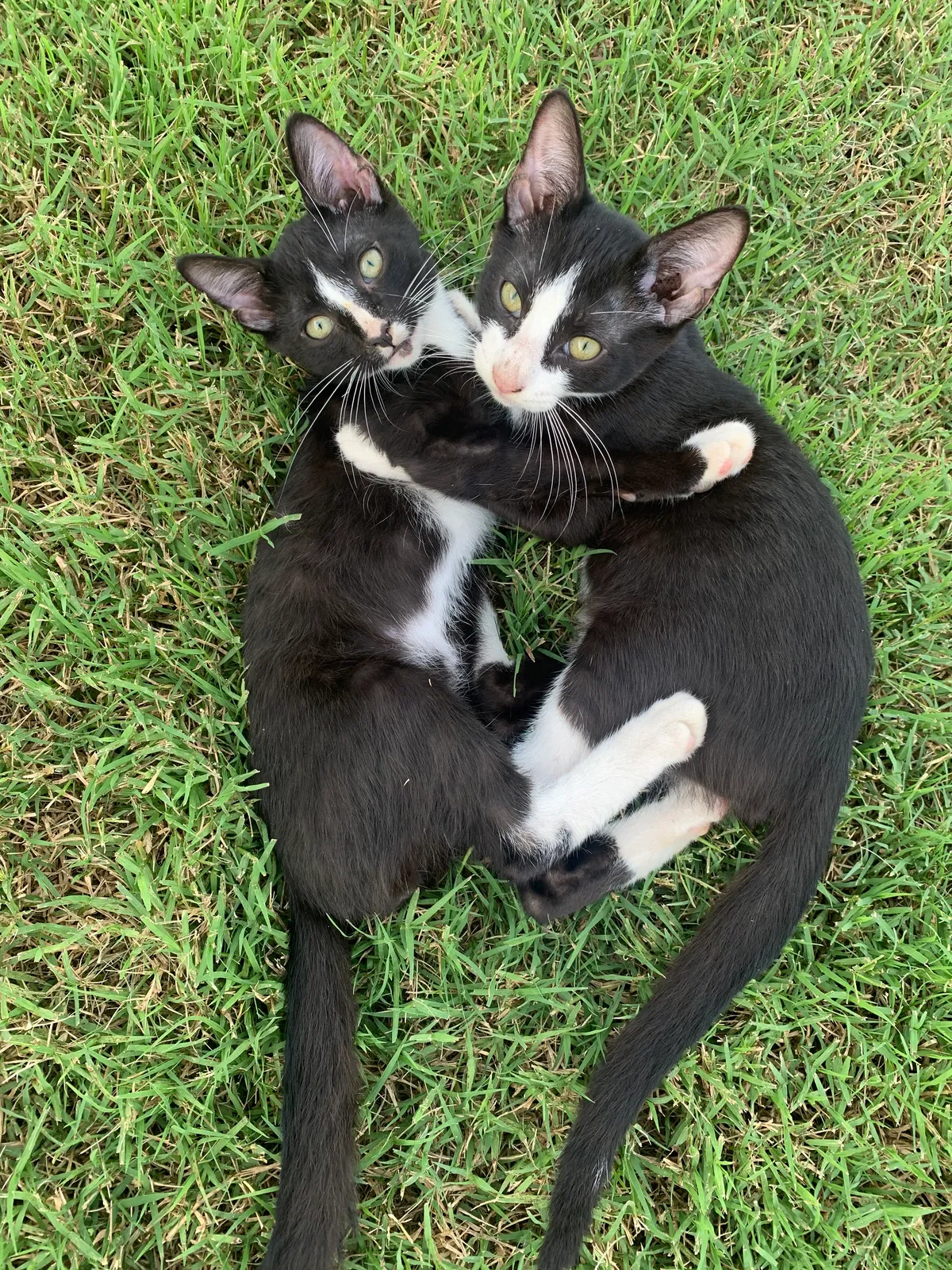 Found cat in Fayetteville, AR, 72704