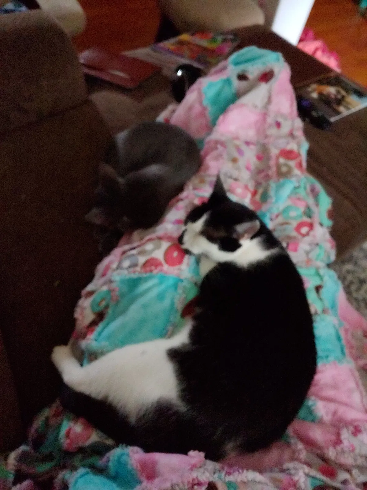 Lost cat in Kernersville, NC, 27284