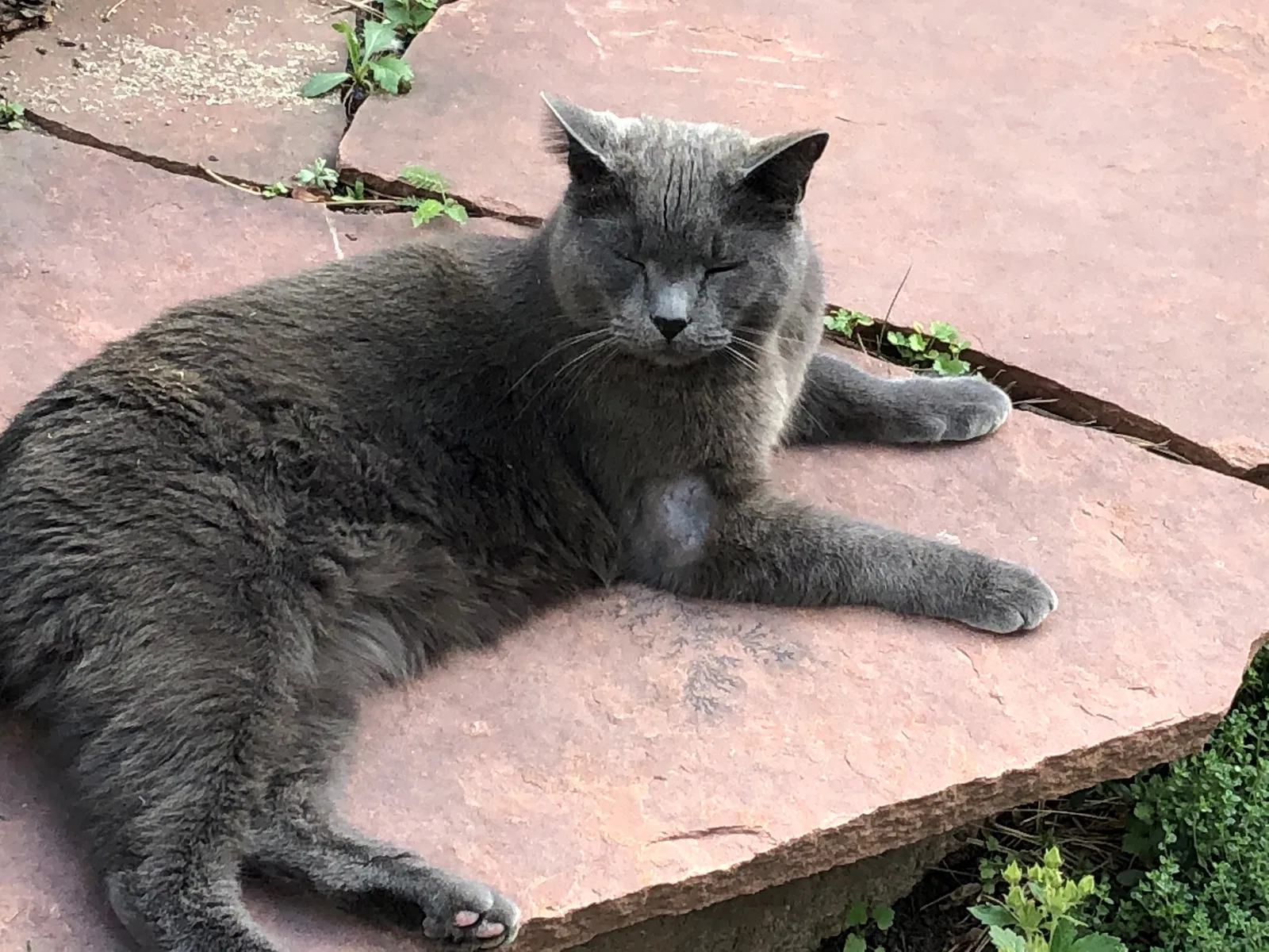 Lost cat in Evergreen, CO, 80439