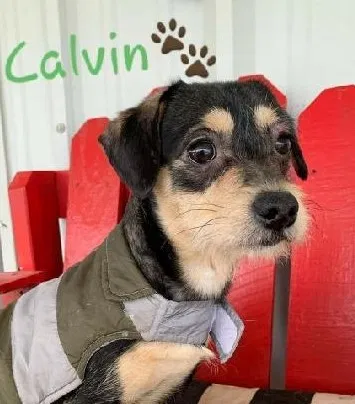 Lost dog in Odessa, TX, 79762