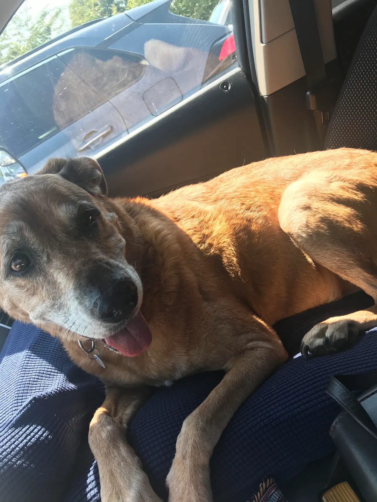 Lost dog in Summerfield, NC, 27358