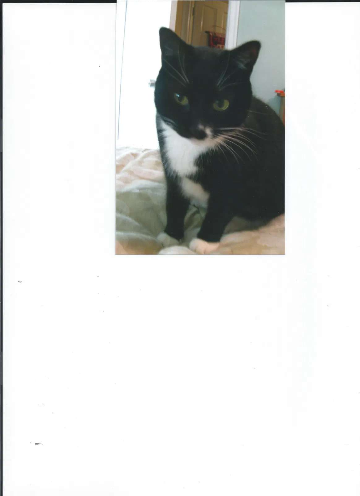 Lost cat in North Haven, CT, 6473