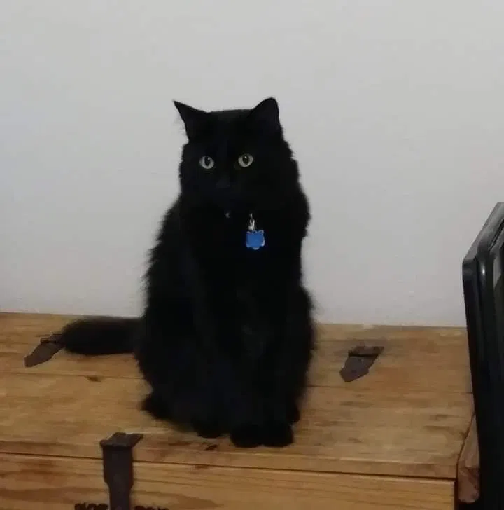 Lost cat in Fort Worth, TX, 76126