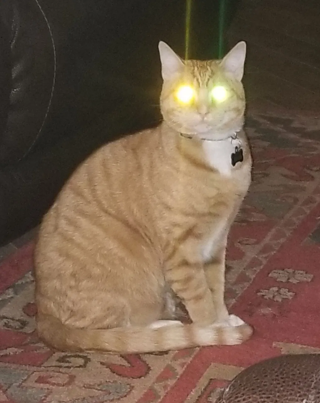 Lost cat in Dallas, TX, 75229