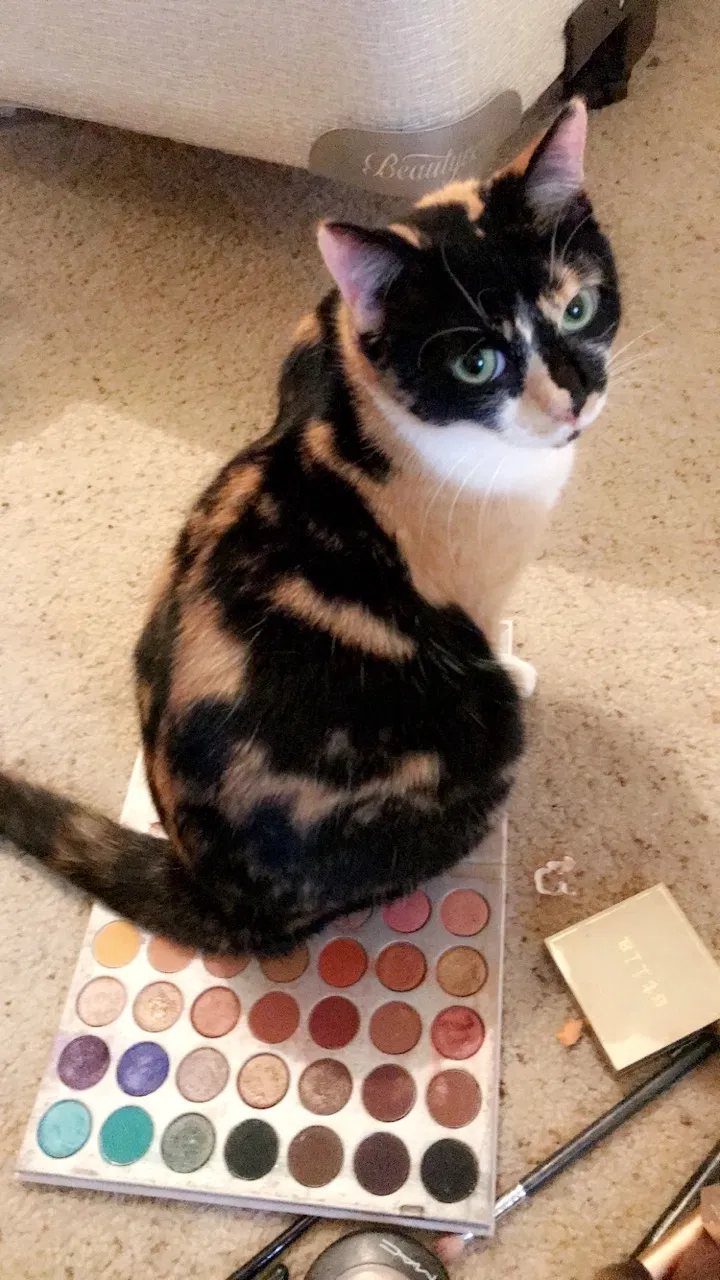 Lost cat in Saint Petersburg, FL, 33713