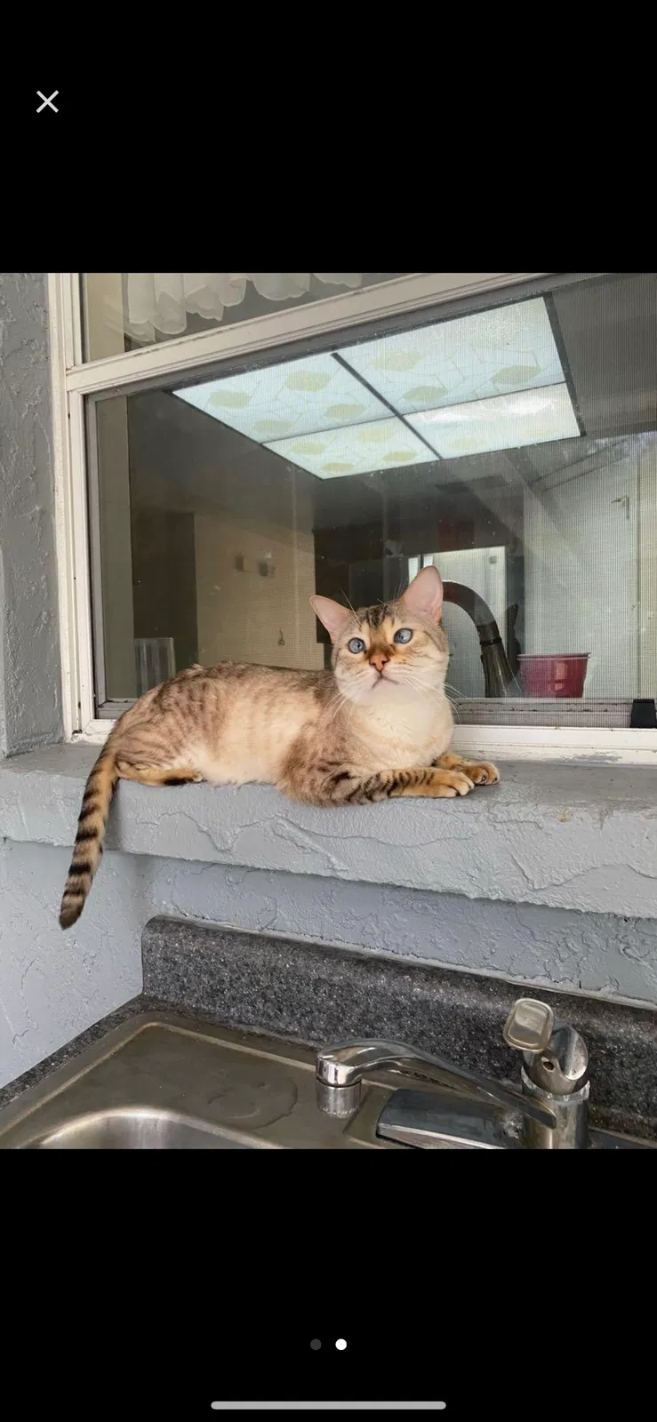 Lost cat in Valrico, FL, 33596