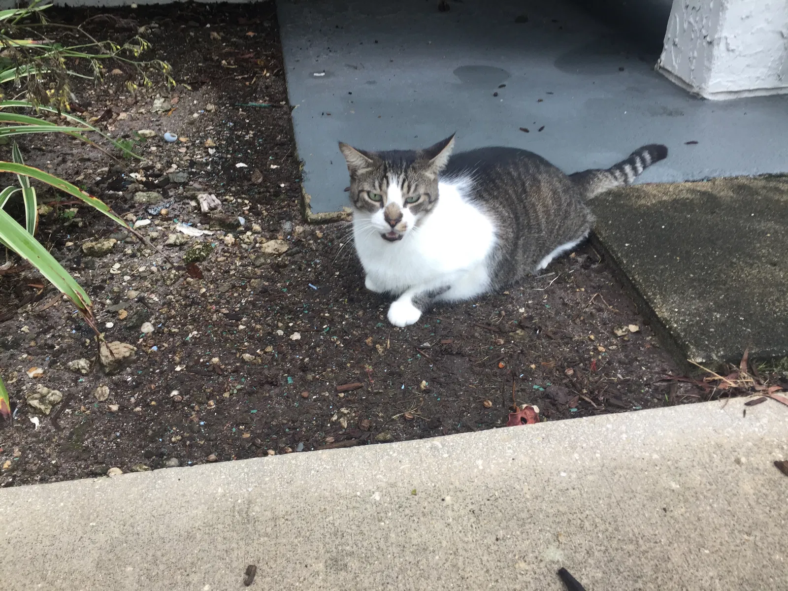 Lost cat in Sebring, FL, 33870
