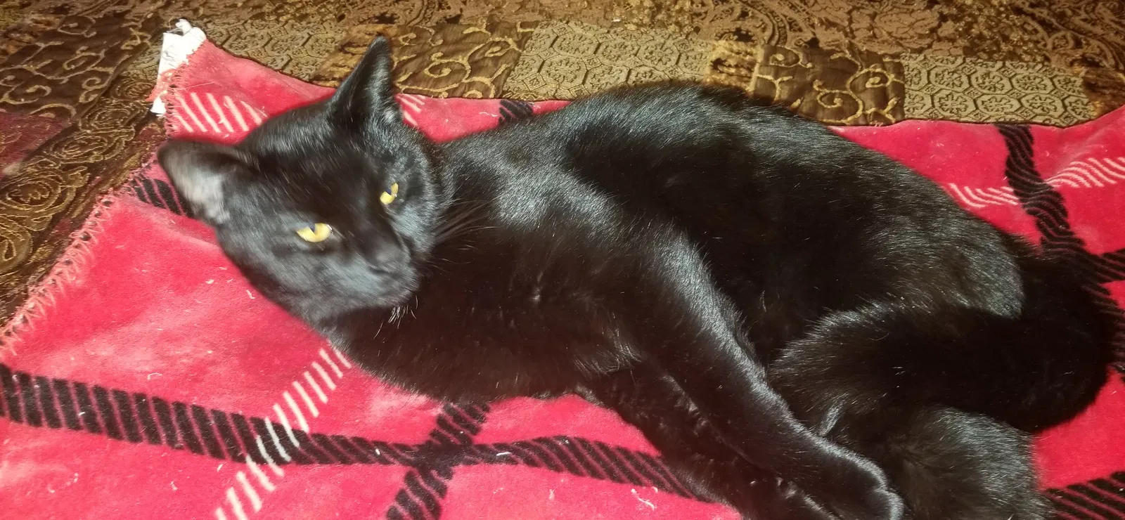 Lost cat in Crete, IL, 60417